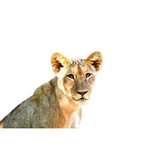 Captivating Close Up Portrait Of A Lioness In The Wild, Surrounded By Nature. 16248 - Cat PNG image with transparent background